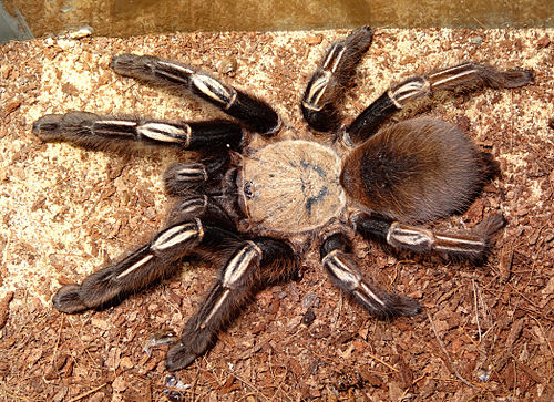 Skeleton tarantula